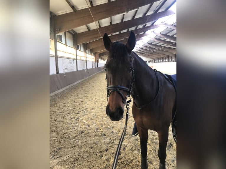 KWPN Stute 15 Jahre 165 cm Dunkelbrauner in Wetter (Ruhr)