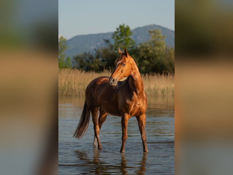 KWPN Stute 15 Jahre 165 cm Dunkelfuchs in Chieming