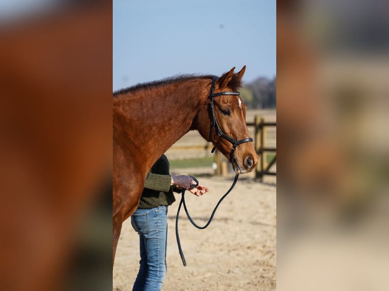 KWPN Stute 15 Jahre 165 cm Fuchs in Kelpen-Oler