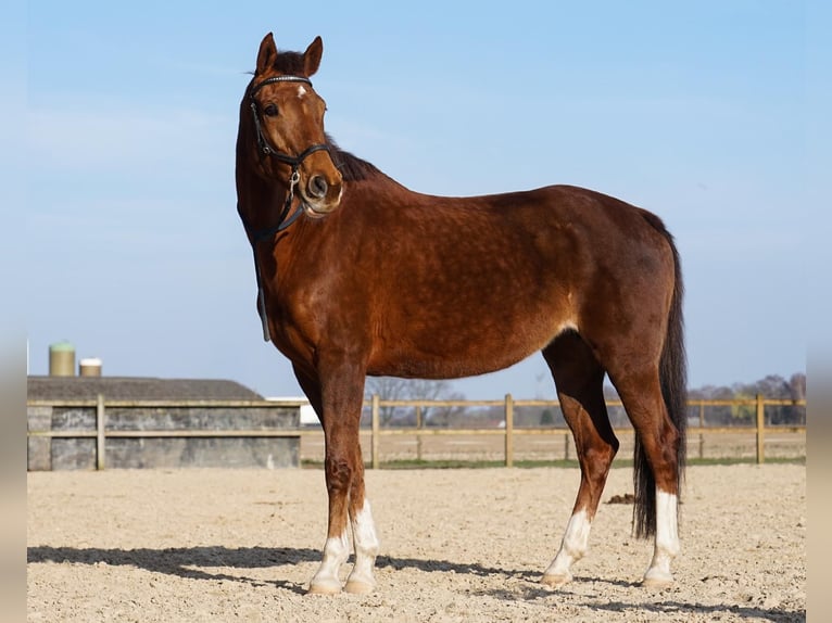 KWPN Stute 15 Jahre 165 cm Fuchs in Kelpen-Oler