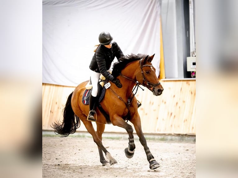 KWPN Stute 15 Jahre 165 cm Rotbrauner in Vilnius, Lithuania