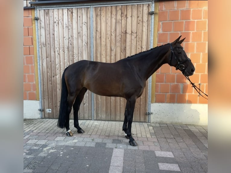 KWPN Stute 15 Jahre 166 cm Brauner in WeimarWeimar