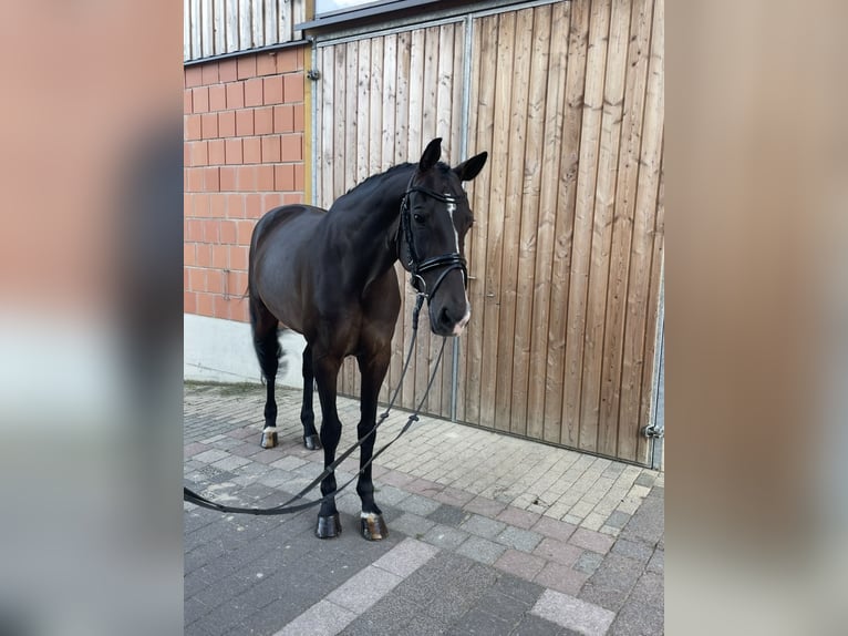 KWPN Stute 15 Jahre 166 cm Brauner in WeimarWeimar