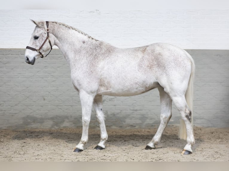 KWPN Stute 15 Jahre 166 cm White in Heerde