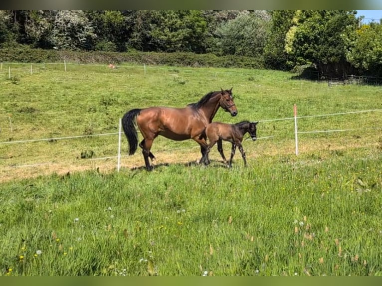 KWPN Stute 15 Jahre 167 cm Brauner in Limerick