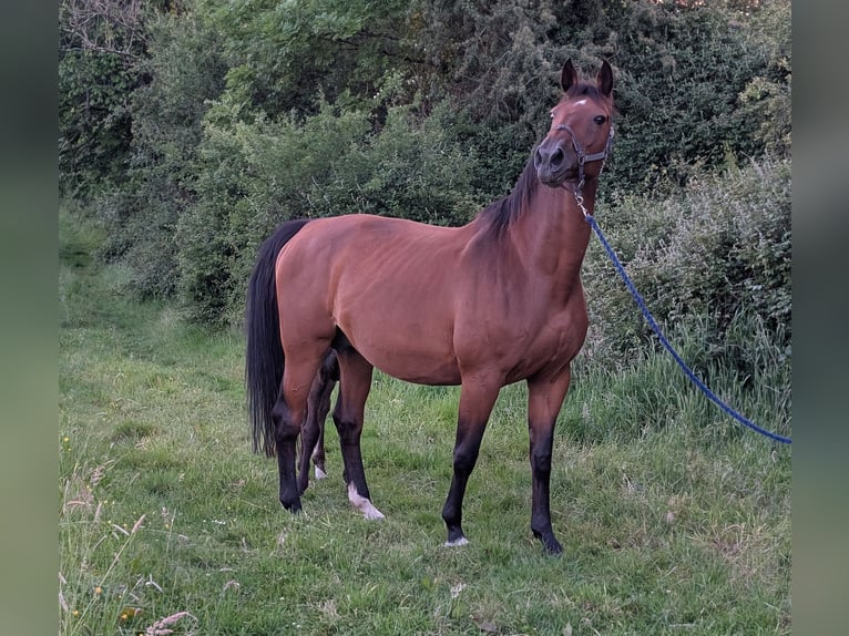 KWPN Stute 15 Jahre 167 cm Brauner in Limerick