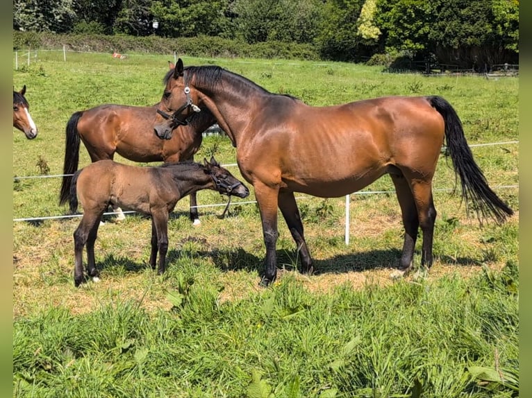 KWPN Stute 15 Jahre 167 cm Brauner in Limerick