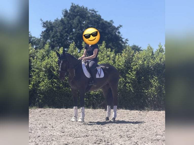 KWPN Stute 15 Jahre 167 cm Dunkelbrauner in Weert