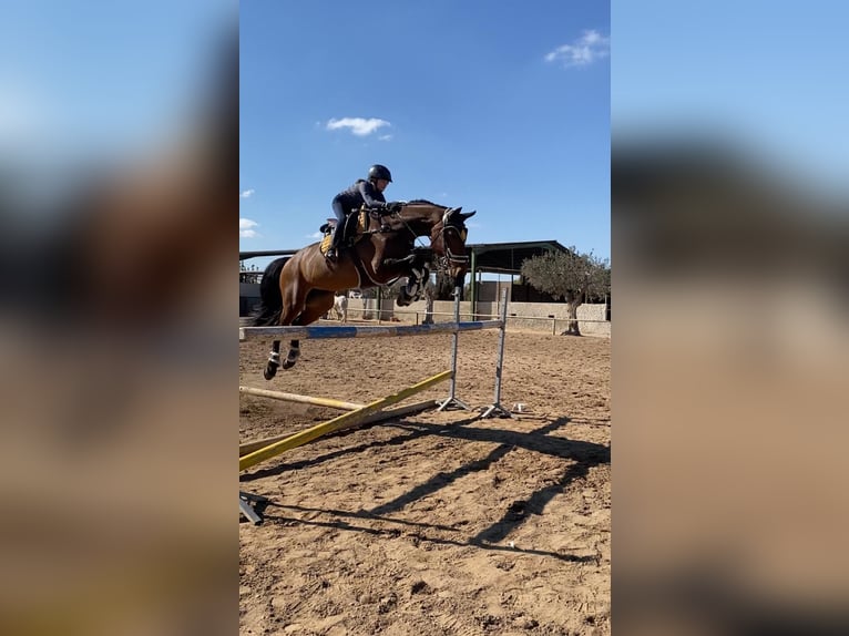 KWPN Stute 15 Jahre 168 cm Brauner in Alicante