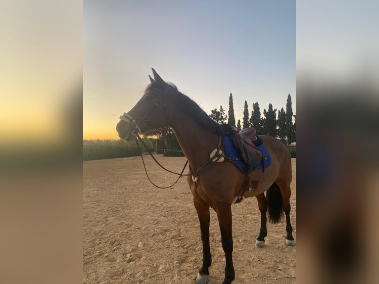 KWPN Stute 15 Jahre 168 cm Brauner in Alicante