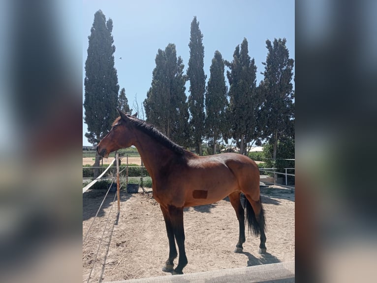 KWPN Stute 15 Jahre 168 cm Brauner in Alicante