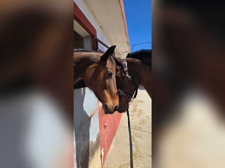 KWPN Stute 15 Jahre 168 cm Brauner in Alicante