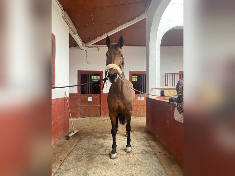 KWPN Stute 15 Jahre 168 cm Brauner in Alicante