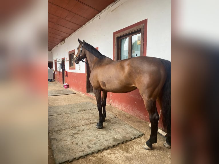 KWPN Stute 15 Jahre 168 cm Brauner in Alicante