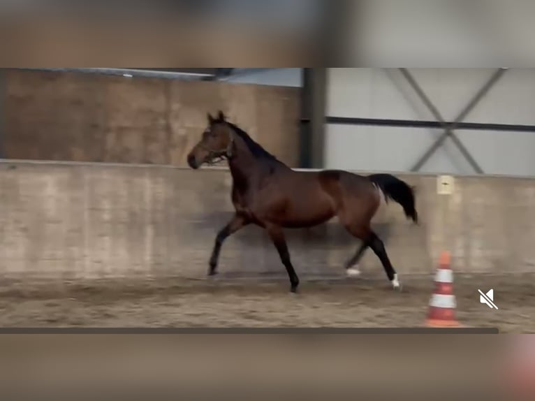 KWPN Stute 15 Jahre 168 cm Dunkelbrauner in Emst