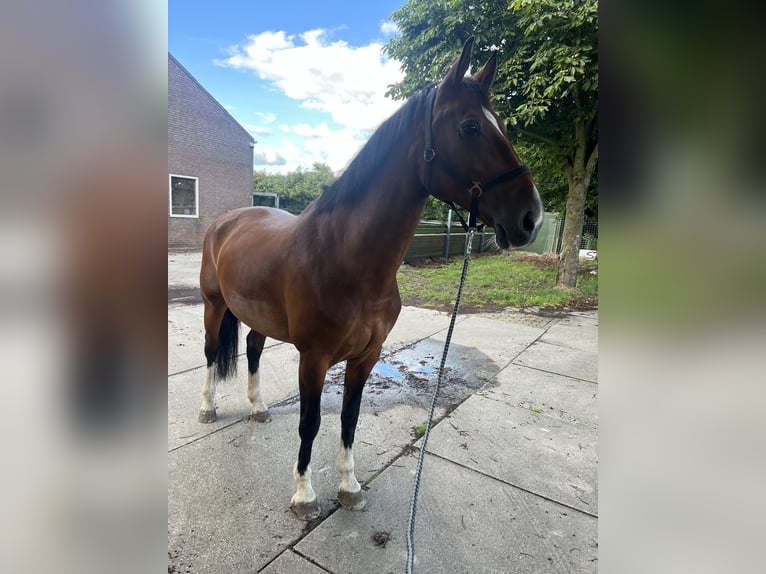 KWPN Stute 15 Jahre 168 cm in Drunen