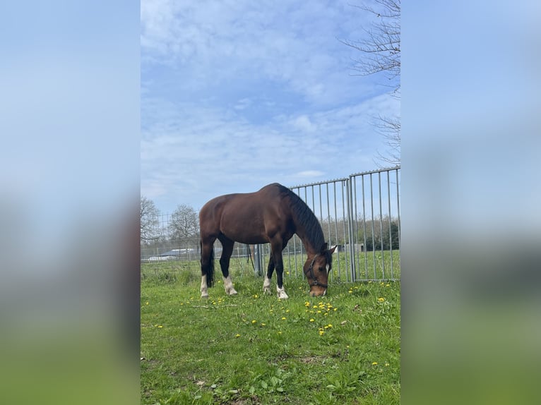 KWPN Stute 15 Jahre 168 cm in Drunen