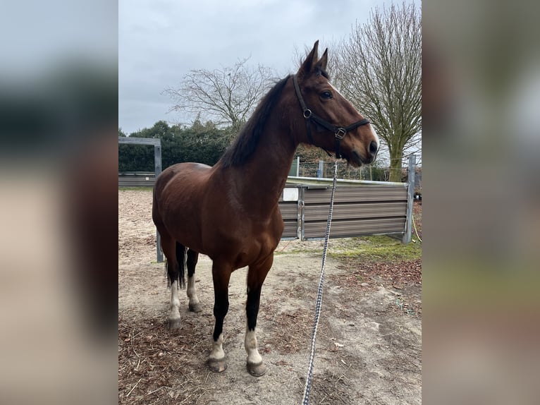 KWPN Stute 15 Jahre 168 cm in Drunen