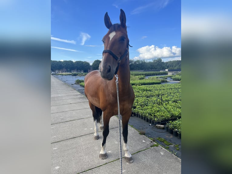 KWPN Stute 15 Jahre 168 cm in Drunen