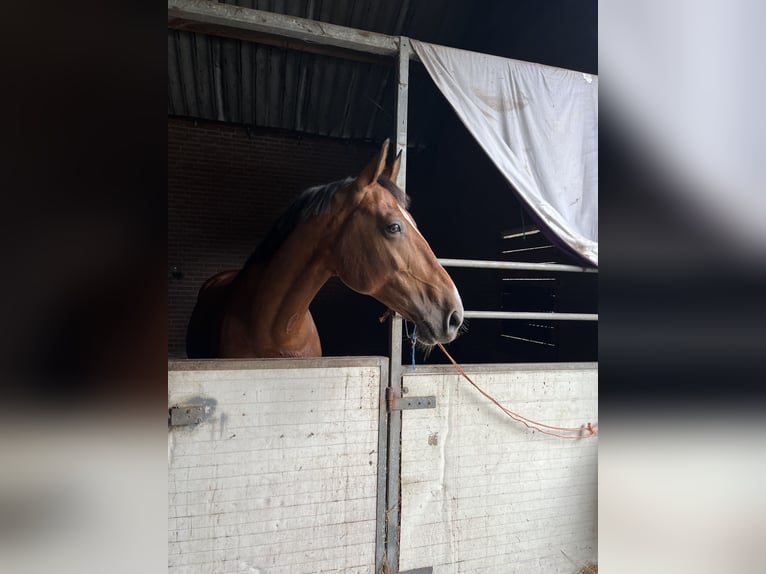 KWPN Stute 15 Jahre 168 cm in Drunen