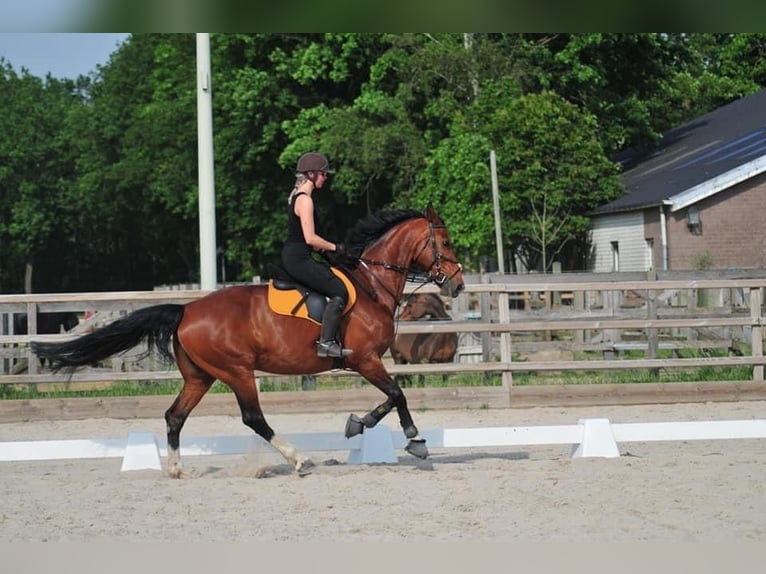 KWPN Stute 15 Jahre 168 cm in Drunen