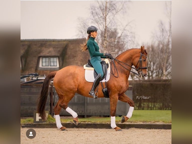 KWPN Stute 15 Jahre 168 cm Fuchs in Waverveen