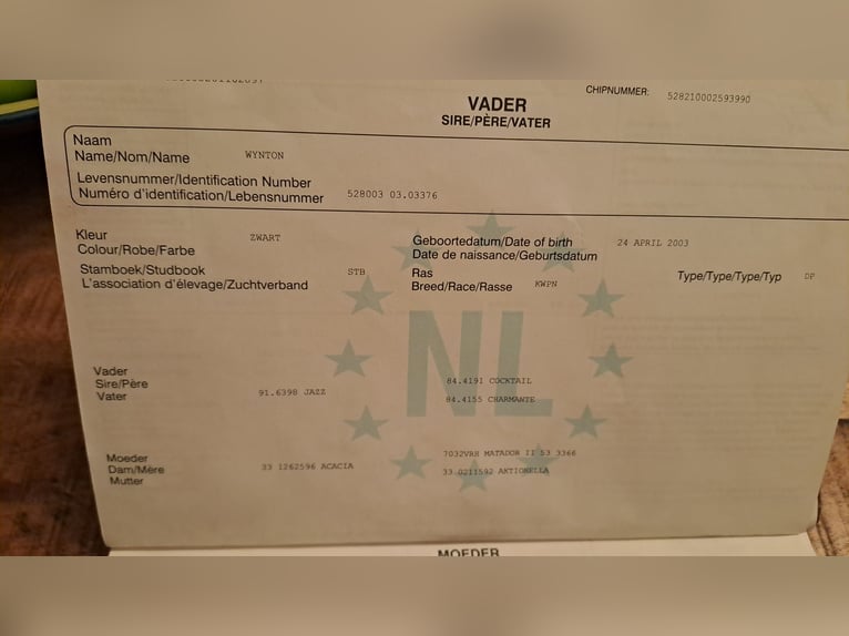 KWPN Stute 15 Jahre 169 cm Brauner in Middelstum