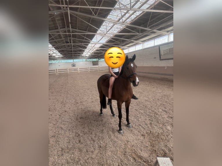 KWPN Stute 15 Jahre 169 cm Brauner in Mainz
