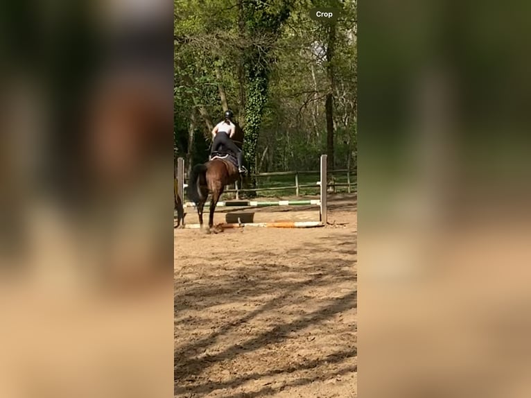 KWPN Stute 15 Jahre 169 cm Brauner in Mainz