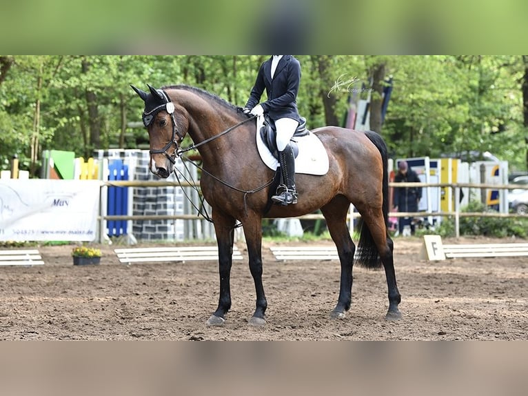 KWPN Stute 15 Jahre 169 cm Brauner in Mainz
