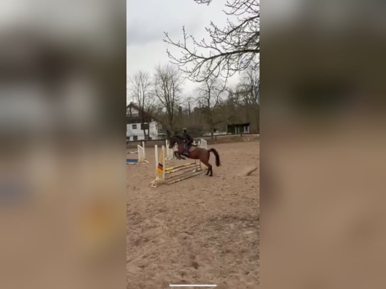 KWPN Stute 15 Jahre 169 cm Brauner in Mainz