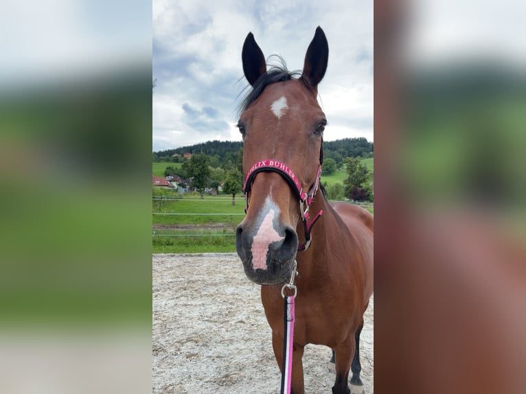 KWPN Stute 15 Jahre 169 cm Brauner in Ro&#xDF;leithen
