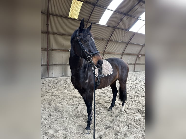 KWPN Stute 15 Jahre 169 cm Dunkelbrauner in Middelstum