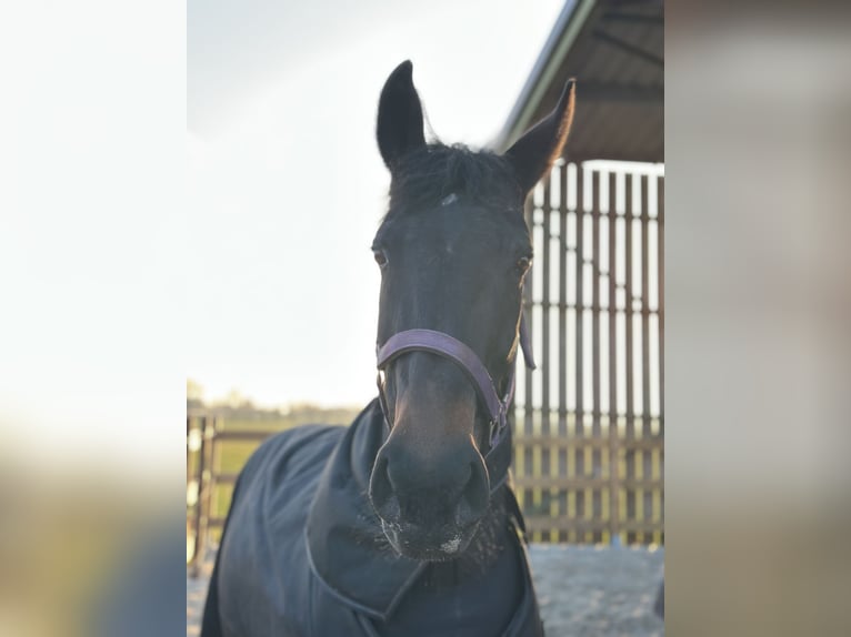 KWPN Stute 15 Jahre 169 cm Dunkelbrauner in Middelstum