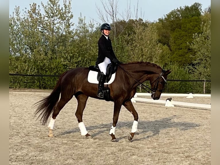 KWPN Stute 15 Jahre 170 cm Dunkelfuchs in Peer