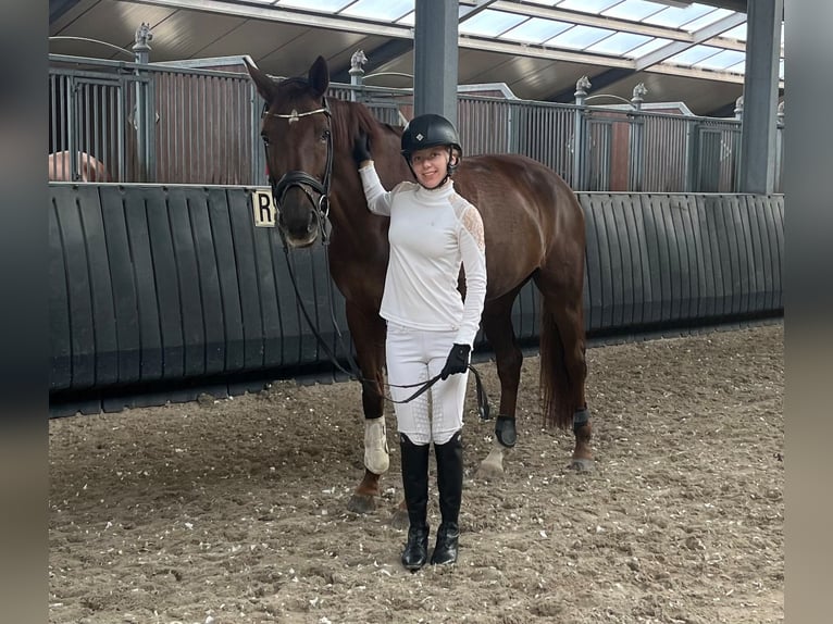 KWPN Stute 15 Jahre 170 cm Dunkelfuchs in Peer