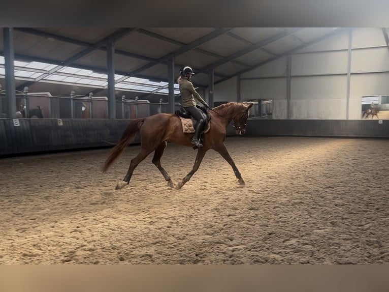 KWPN Stute 15 Jahre 170 cm Dunkelfuchs in Peer