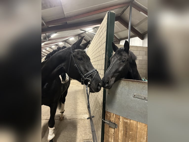 KWPN Stute 15 Jahre 170 cm Rappe in Oud Gastel