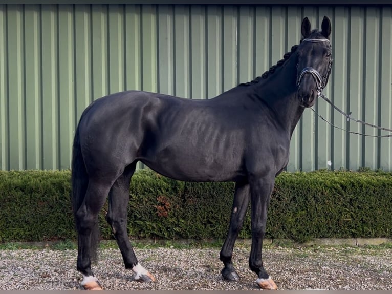 KWPN Stute 15 Jahre 170 cm Rappe in Oud Gastel