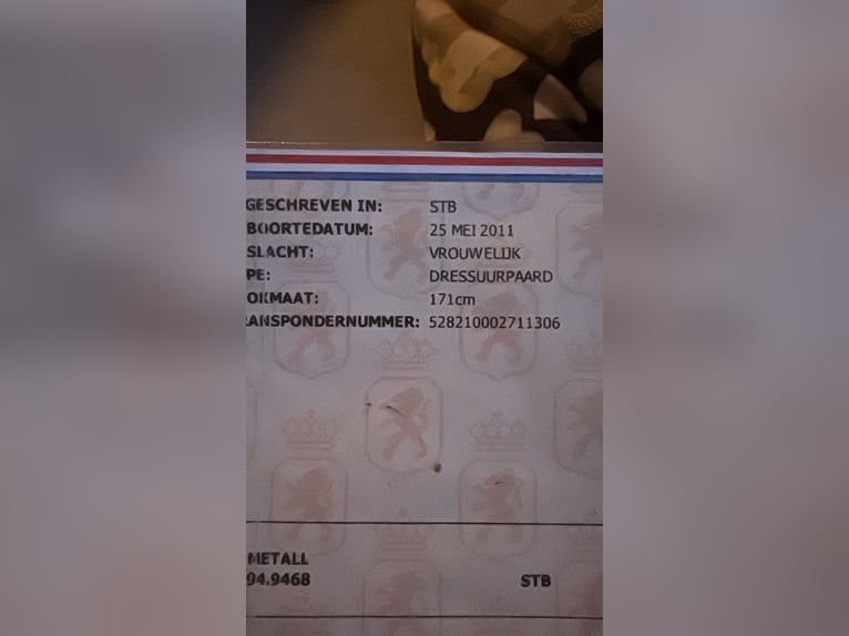 KWPN Stute 15 Jahre 171 cm Dunkelbrauner in Kirchlinteln
