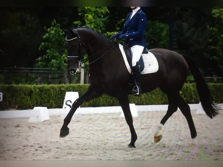 KWPN Stute 15 Jahre 172 cm Dunkelbrauner in Berkoth