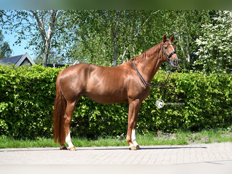 KWPN Stute 15 Jahre 172 cm Fuchs in Rotterdam
