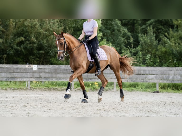 KWPN Stute 15 Jahre 172 cm Fuchs in Rotterdam