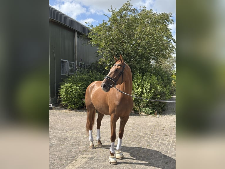 KWPN Stute 15 Jahre 172 cm Fuchs in Rotterdam