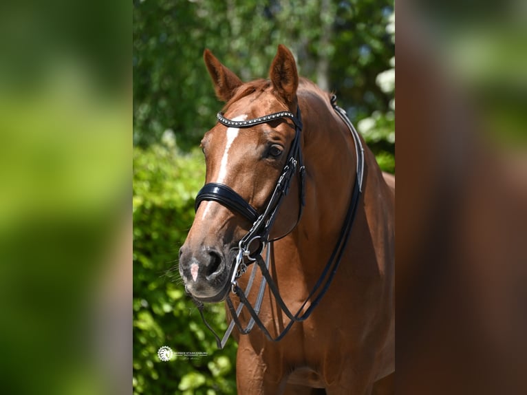 KWPN Stute 15 Jahre 172 cm Fuchs in Rotterdam