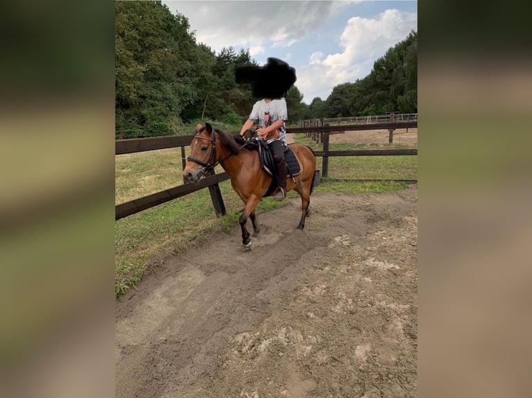 KWPN Stute 16 Jahre 127 cm Brauner in Ossendrecht