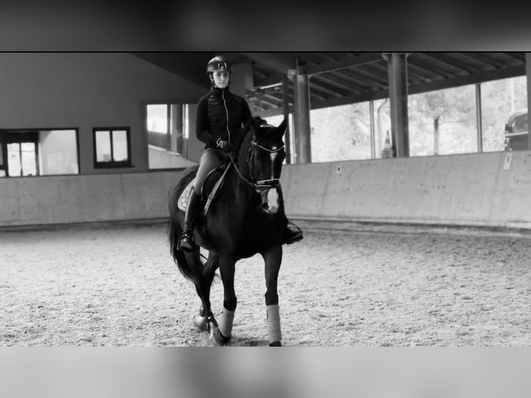 KWPN Stute 16 Jahre 160 cm Brauner in Goldbach