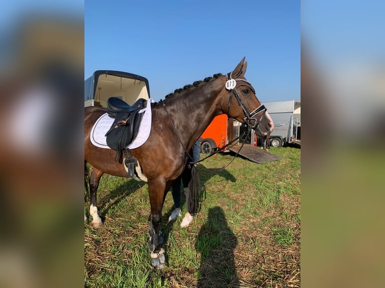 KWPN Stute 16 Jahre 160 cm Brauner in Goldbach