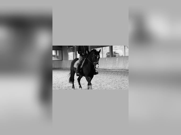 KWPN Stute 16 Jahre 160 cm Brauner in Goldbach