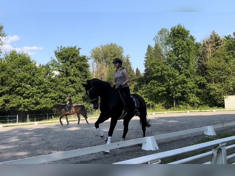 KWPN Stute 16 Jahre 160 cm Brauner in Goldbach